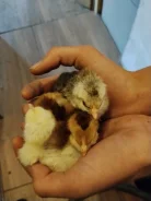 ����. ����