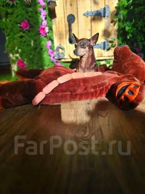 ���-������. ����