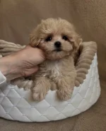 ��������. ����