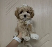 ��������. ����
