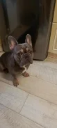 ����������� �������. ����