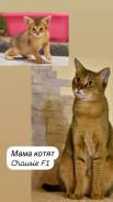 �����. ����