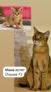 �����. ����