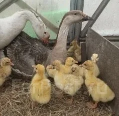 ����. ����