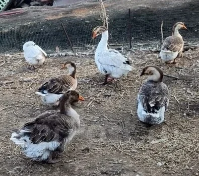 ����. ����