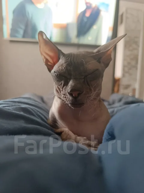 ������� ������. ����