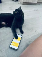 ����� �����. ����