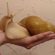 ������� ����������. ����