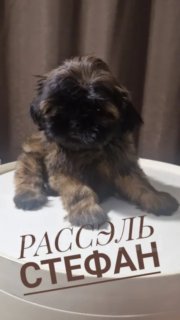 ��-���. ��� ����� �� ������� ����