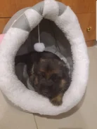 �������. ����
