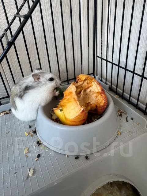 ������. ����