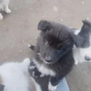 �����. ����