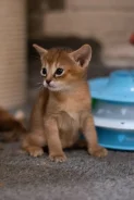�����. ����