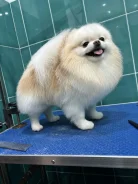 ����� �����. ����