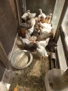 ����. ����