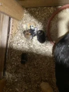����. ����