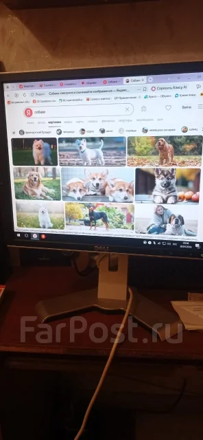 Dell. 19", ���������� �� (LCD, LED, QLED) ����