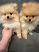 ����������� ����. ����