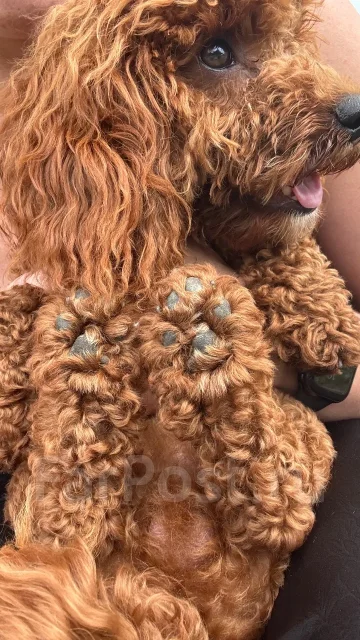 ������. ����