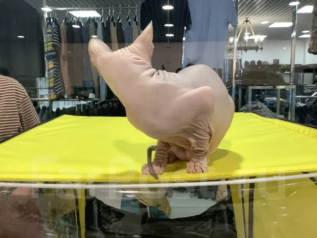 ������� ������. ����