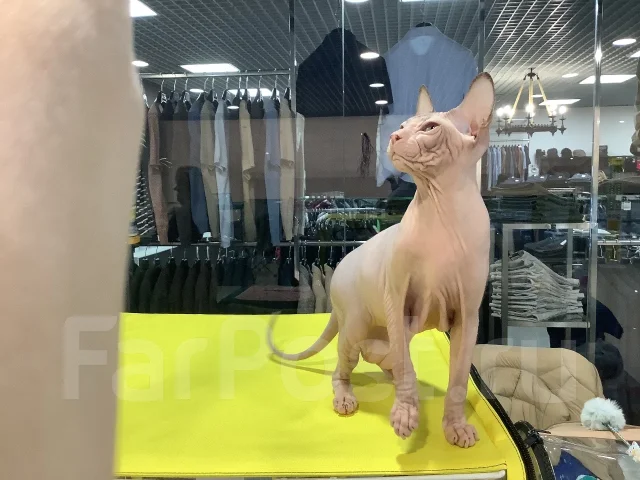������� ������. ����