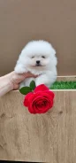����������� ����. ����