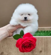 ����������� ����. ��� ����� �� ���������� ����