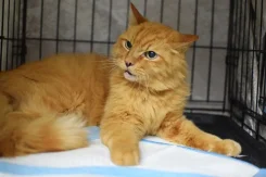 �����. ����