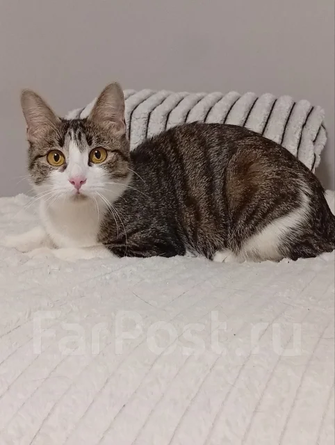 �����. ����