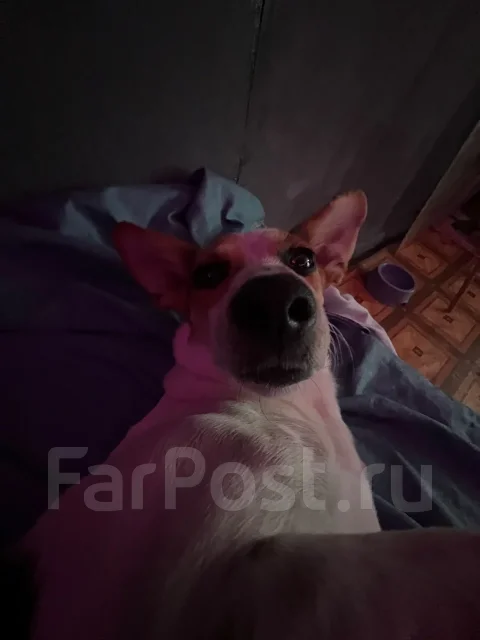 ������. ����