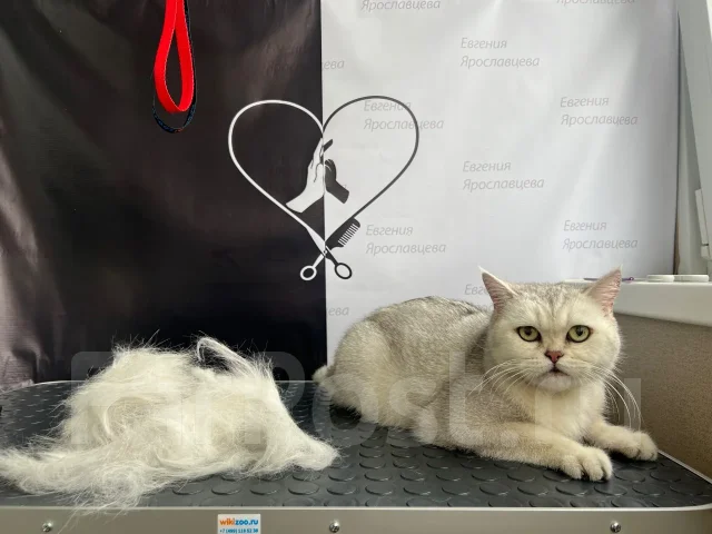 ��������-������. ����