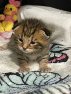 �����. ����