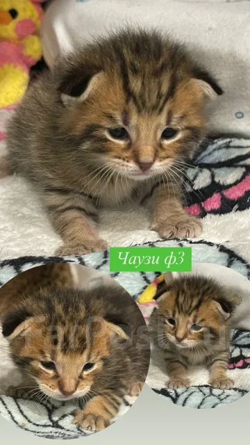 �����. ����