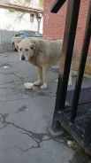 ������. ����