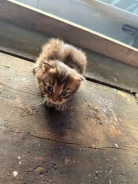 �����. ����