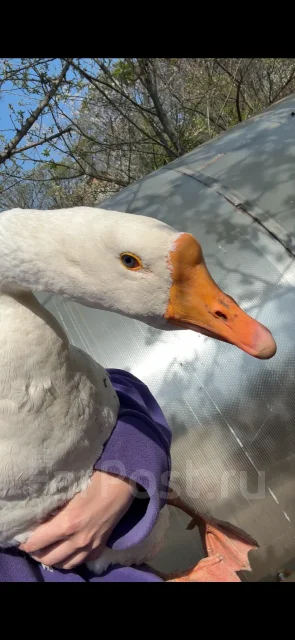 ����. ����