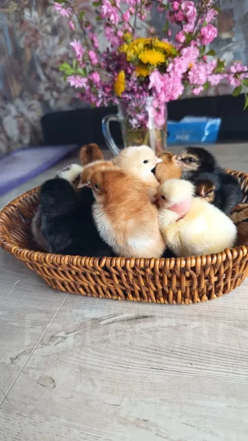����. ����