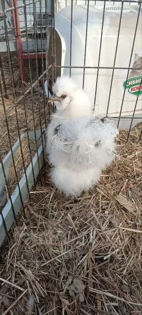 ����. ����