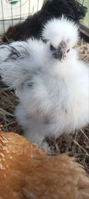 ����. ����