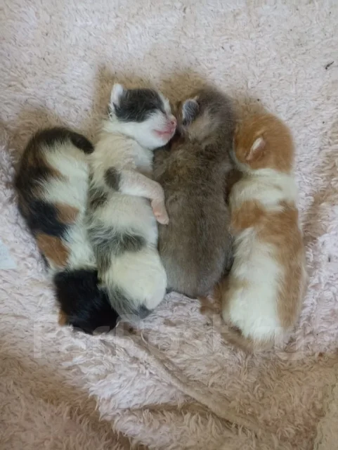 �����. ����