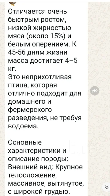 ����. ��� ����� �� �������-�������� ����