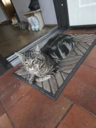 �����. ����