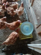 ����. ����