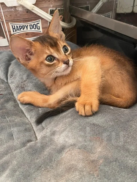 �����. ����