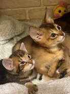 �����. ����