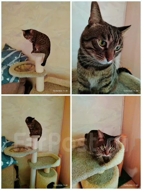 �����. ����