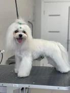 ����������� �������. ����