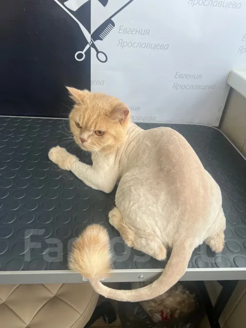 ��������-������. ����