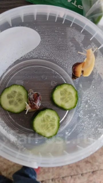 ������. ����