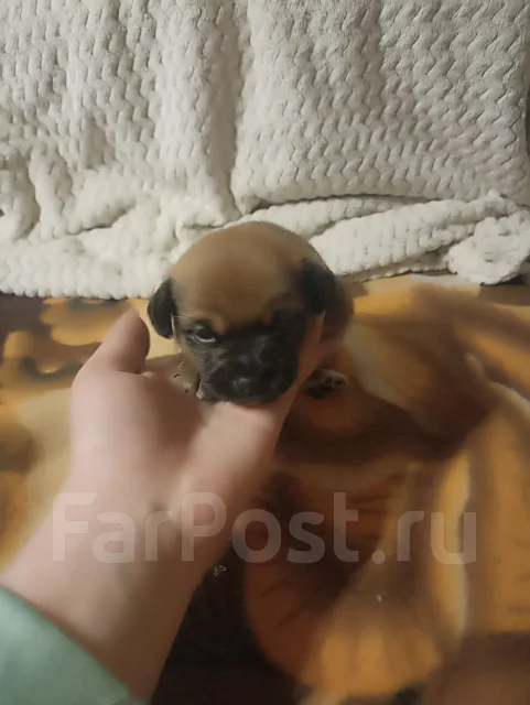 ���-������. ����
